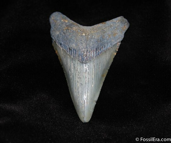 Nice Inch Megalodon Tooth - Serrated #116